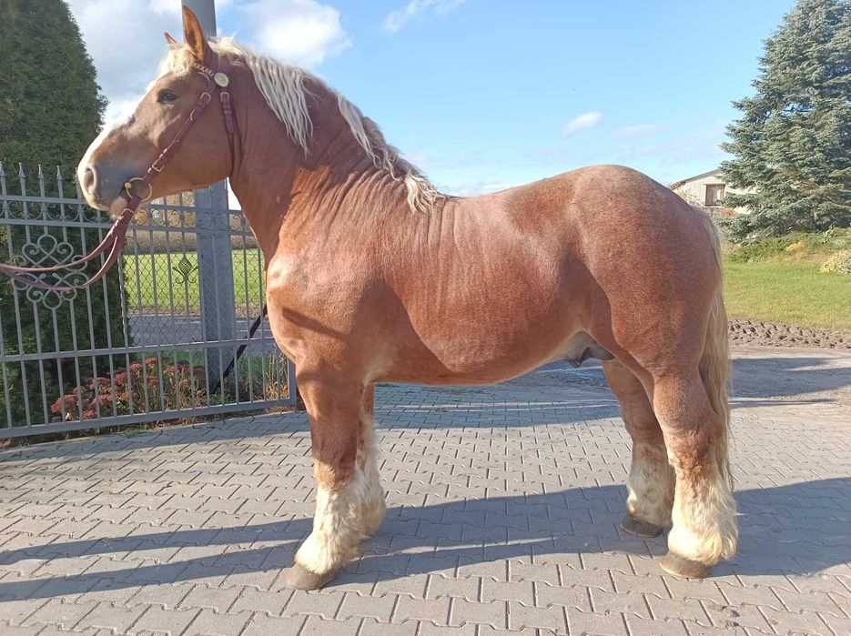 Sprzedam ogiera zimnokrwistego