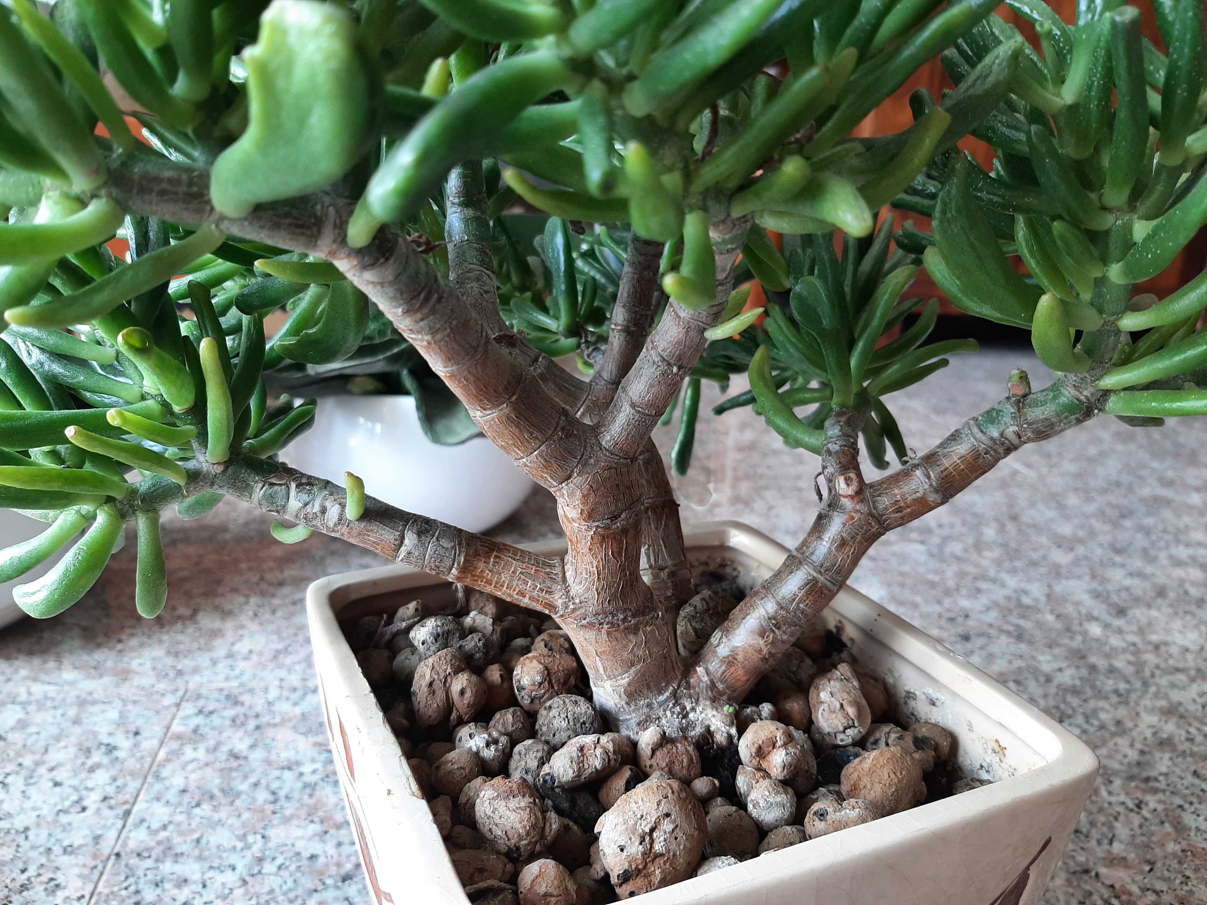 Crassula Ovata Gollum Grubosz Drzewko Szczęścia Uszy Shreka