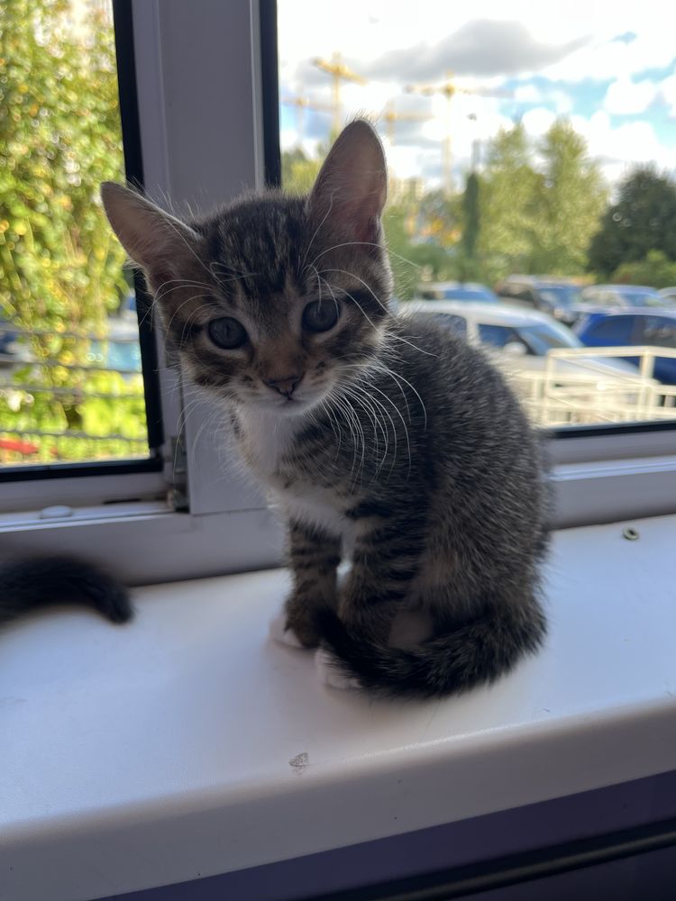 Отдам котят бесплатно