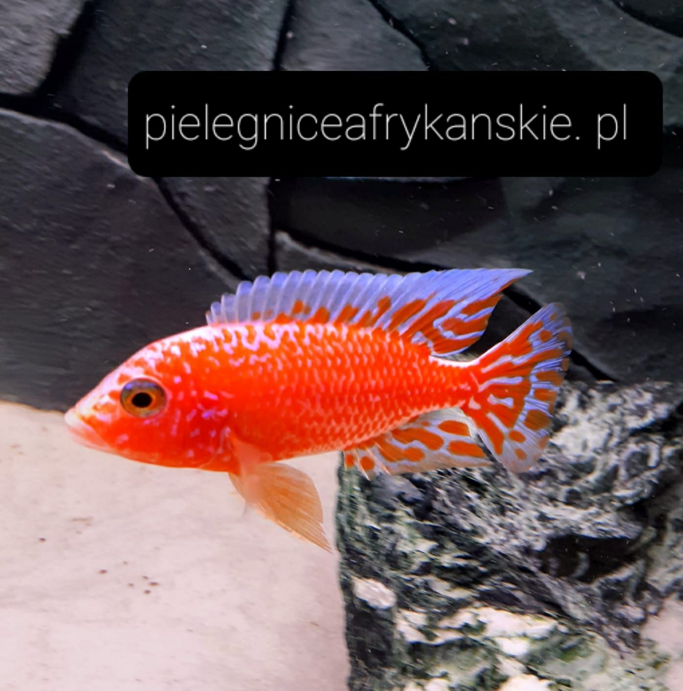 Aulonocara fire fish.Pyszczak z Malawi. Wysyłka. Hodowla