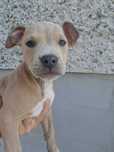 American Staffordshire Terrier