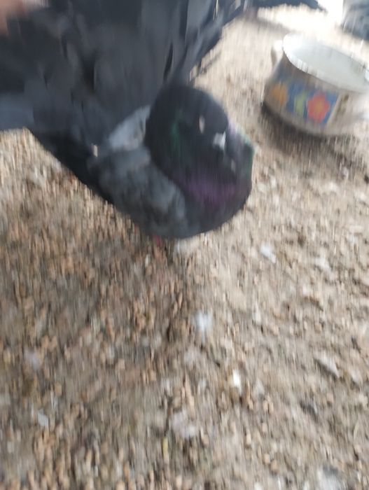 Gołębie gołębie Pawiki