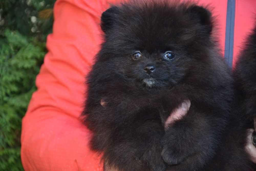 Чорна красунечка! Доставка!