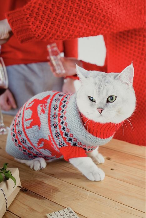 Вязка кіт Дональд британець (Трускавець)