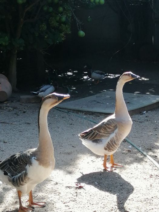 Gansos da Guiné (casal)