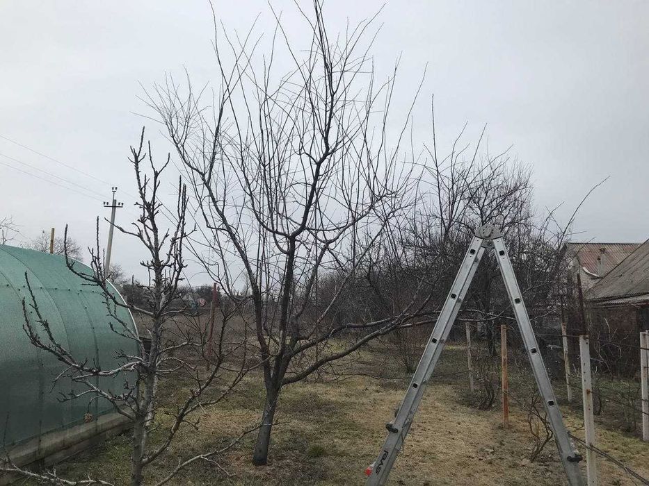 Спил деревьев аккуратно Формирование крон Омоложение деревьев