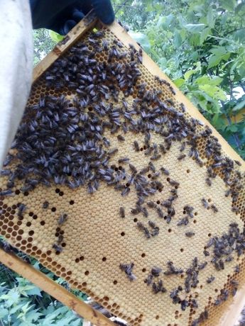 Бджоли, Бджолопакети. Відводки. Бджолосімї з вуликами і без.