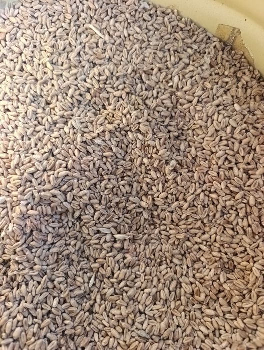 Pszenica Banatus 13.2% białko