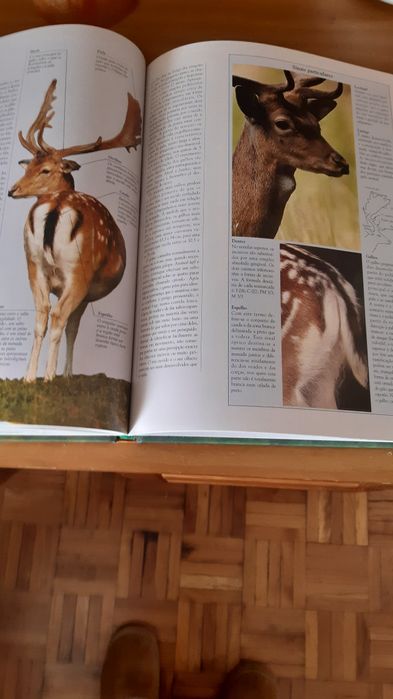 Livros Vida Selvagem