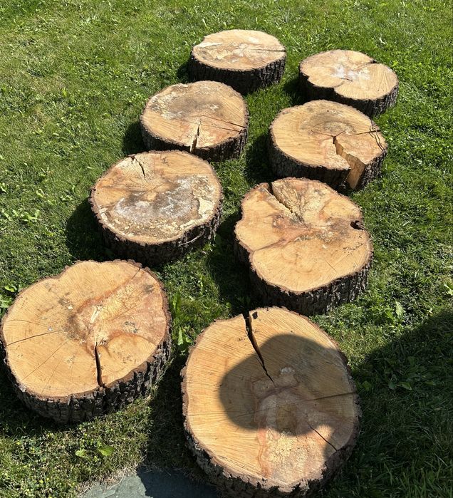 Pieniek plaster krążek drewniany drewno