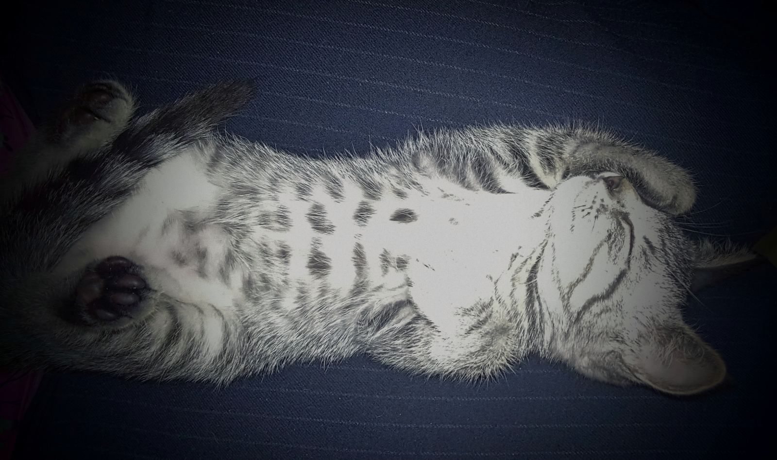 Красивая полосатая котенок девочка ищет дом! Отдам в хорошие руки!