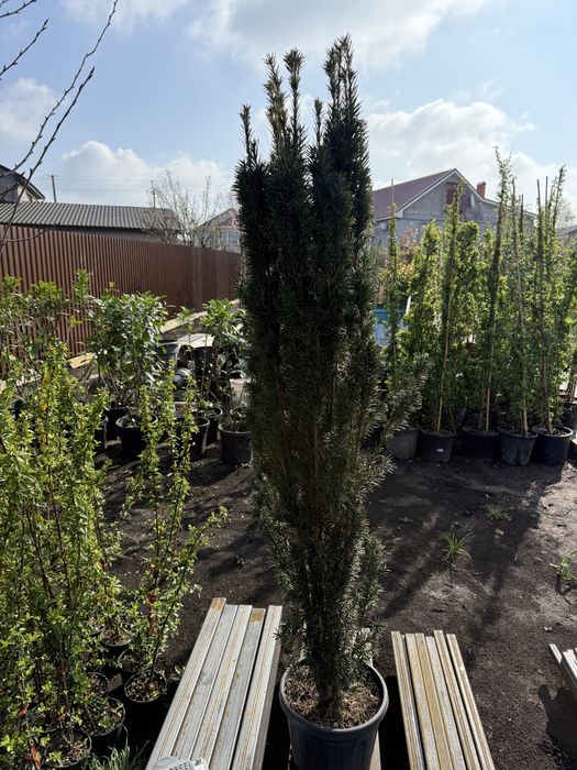 Продам тисы стриженые и для изгороди