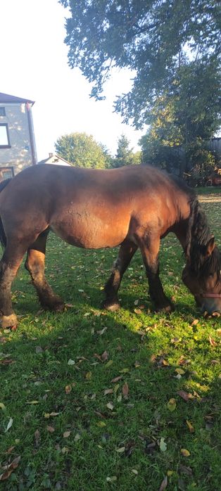 Sprzedam klacz zimnokrwistą