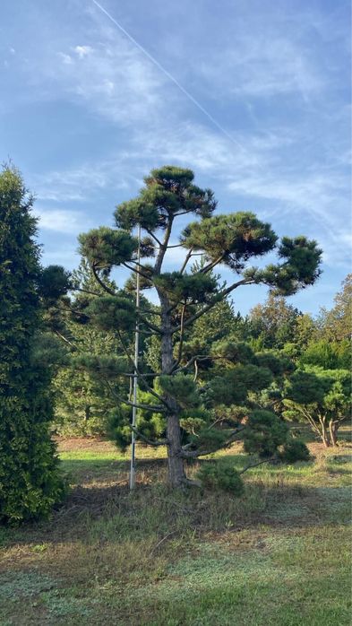 Bonsai-Niwaki formowane sosna cis jałowiec. Laurowiśnia jodła szmaragd