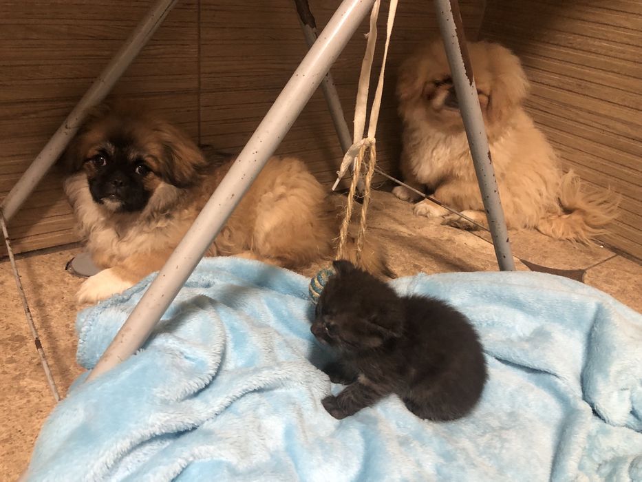 Хлопчик  котик  сірий( подарунок на Миколая)