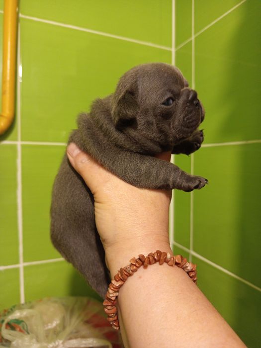 Дівчатка французькі булочки