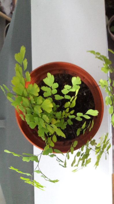 Адиантум венерин волос, папоротник
