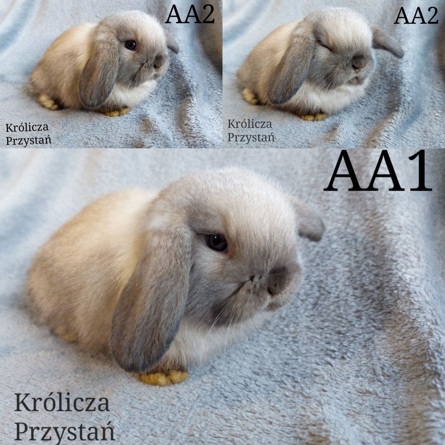 Królik Baranek Miniaturka MINI LOP