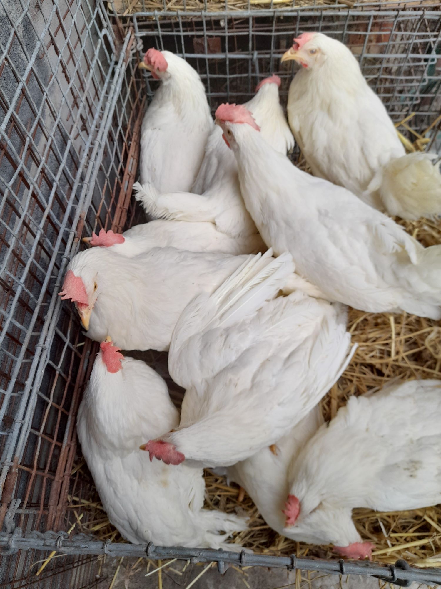 Kury Leghorn 22 tyg z jajkiem Nioski