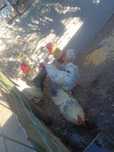 Galos do campo..