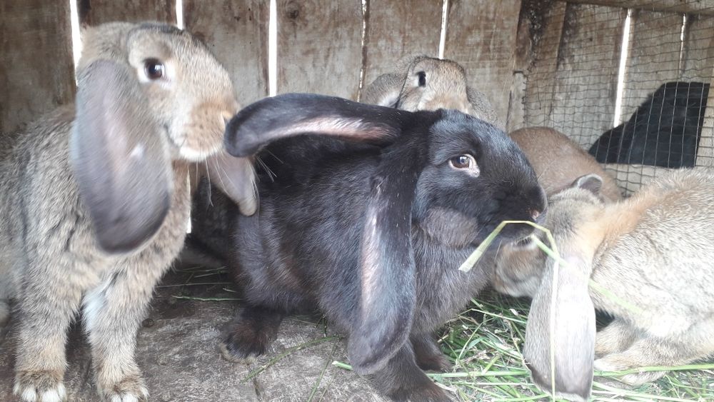 Продам кролів на розвід і тушкою.