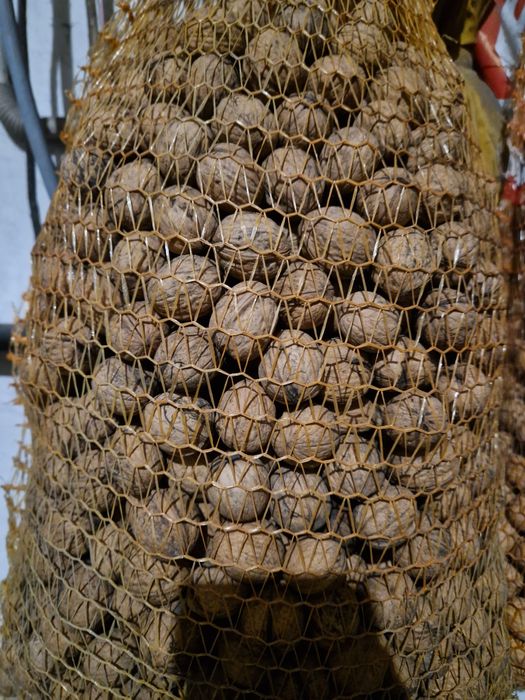 Orzechy włoskie suche