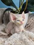 Koteczka Devon Rex FPL