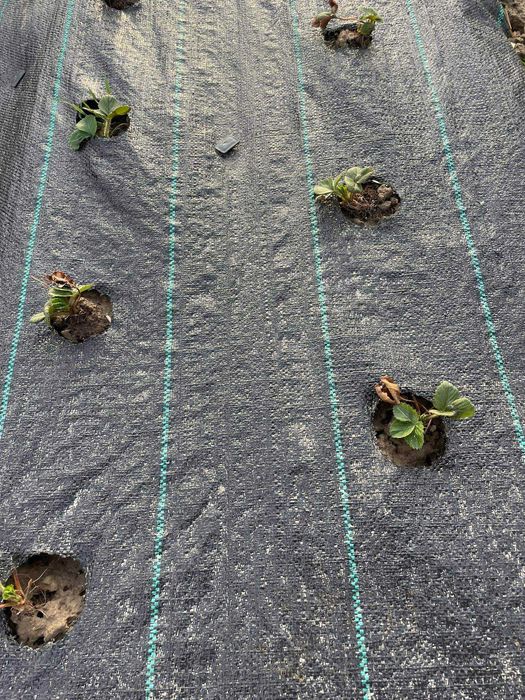 50m x 110cm Agrotkanina na chwasty OTWORAMI pod TRUSKAWKI ogórki itp