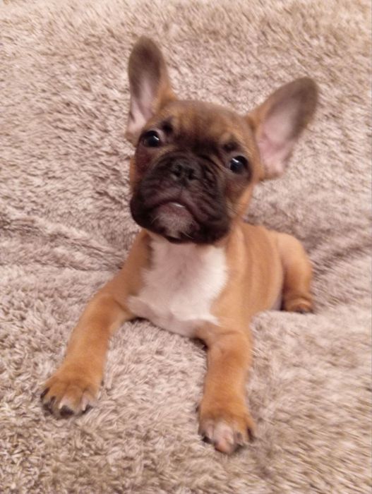 Цуценята французького бульдога шукають родину!