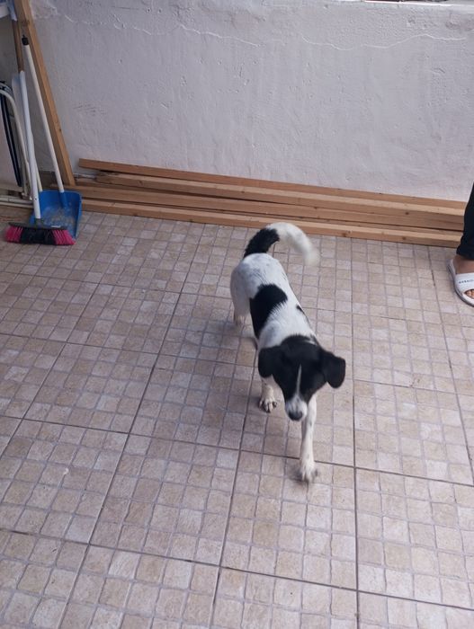 Da se cãozinho com 8 meses