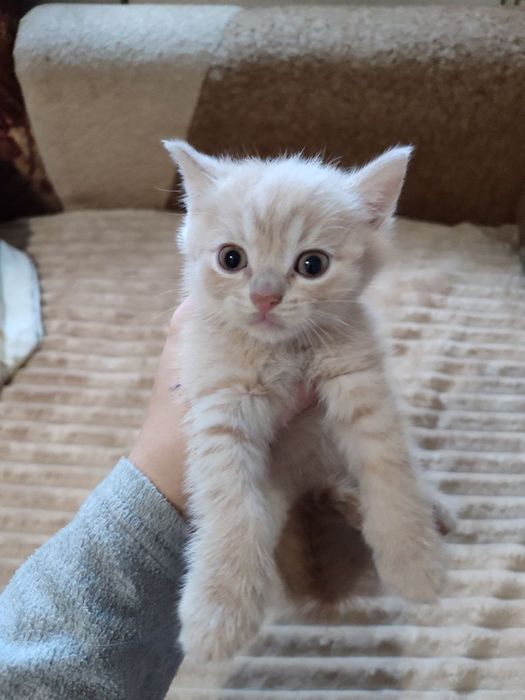 кошеняти безкоштовно!