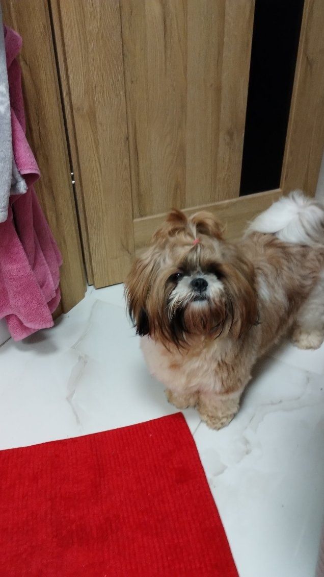 Shih tzu urzekający super piesek