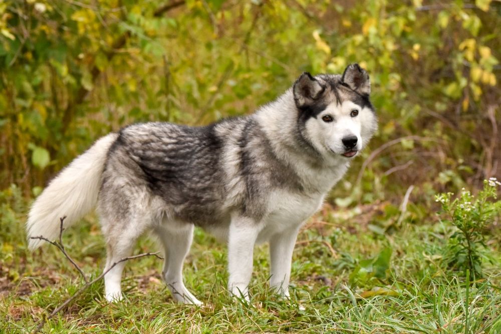 Хлопчик хаскі шукає родину