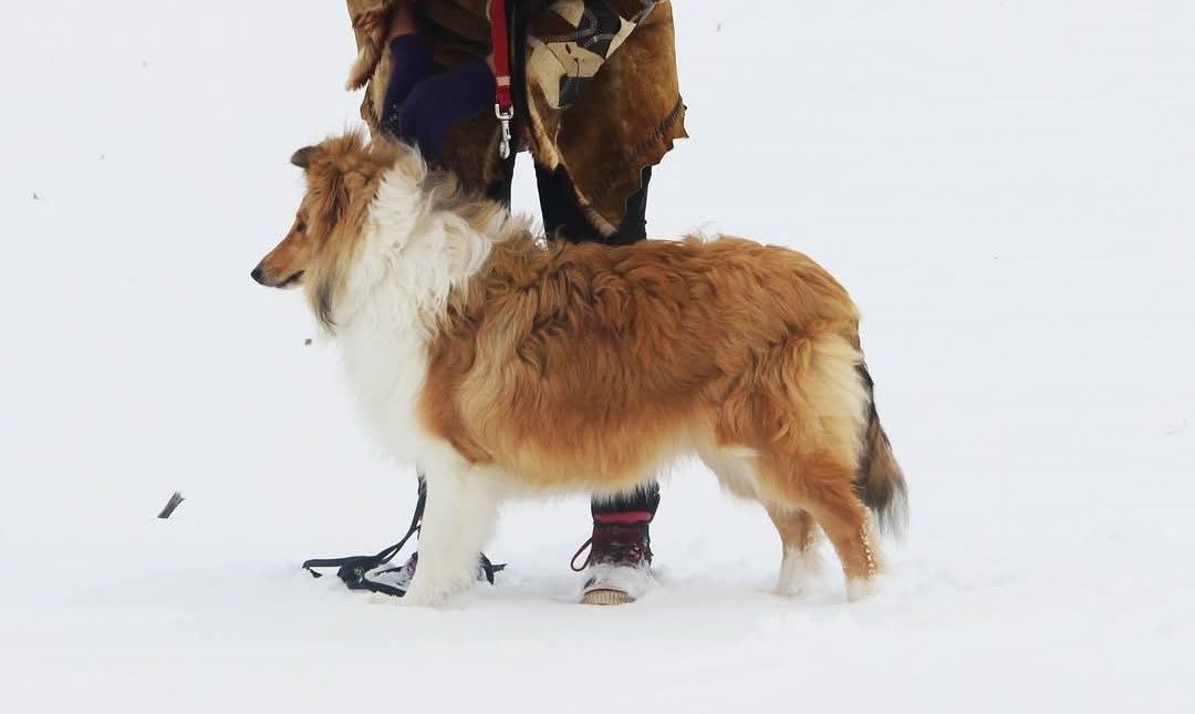 Щенок колли мальчик 6 месяцев.