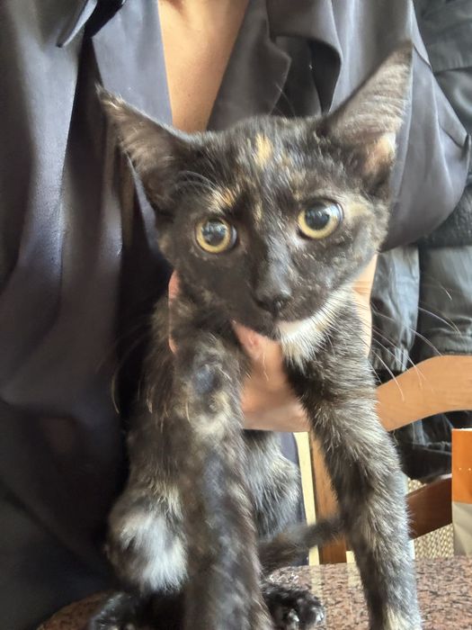 Gatinha bebé grátis 4 meses tricolor