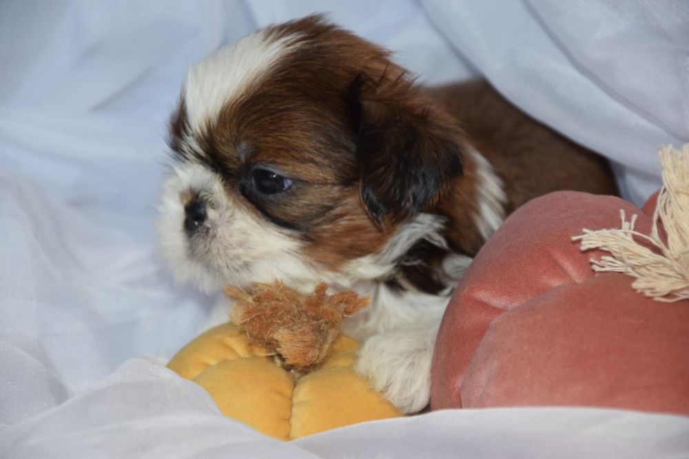 Felix pies chłopczyk Shih Tzu piękny szczeniak rodowód