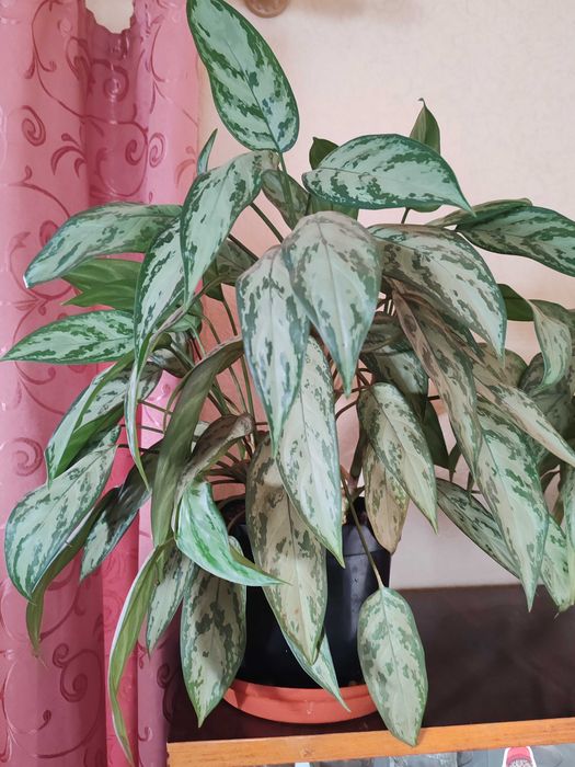 Аглаонема домашні квіти