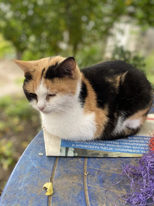 Ласкава триколірна кішечка шукає дім, стерелізована