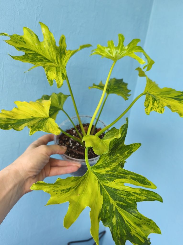 Філодендрон Селло варієгатний Selloum variegata