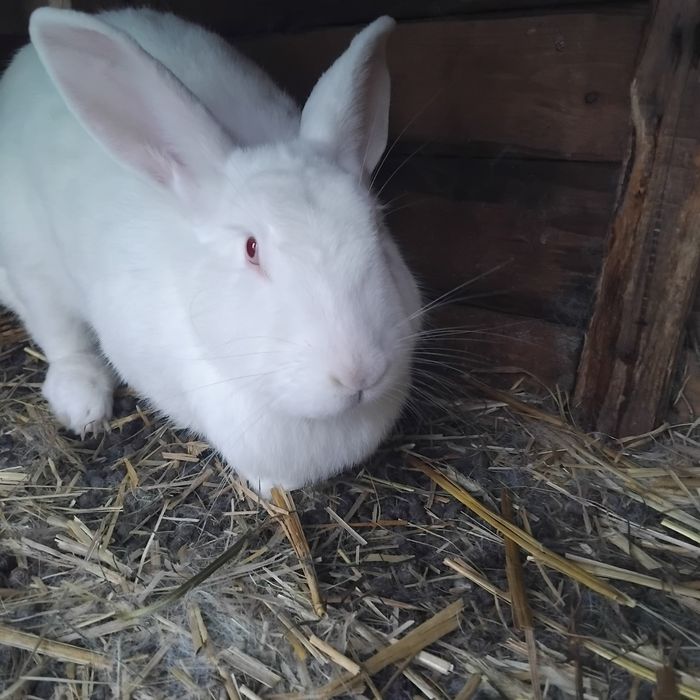 Sprzedam samice dwuroczną