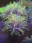 9 Euphylia Glabrescens
