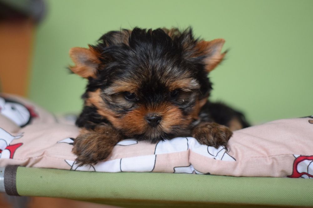 Милий чарівний хлопчик породи йоркширський тер'єр.