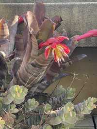 Vendo pe de Bromelia adapada a o clima de portugal