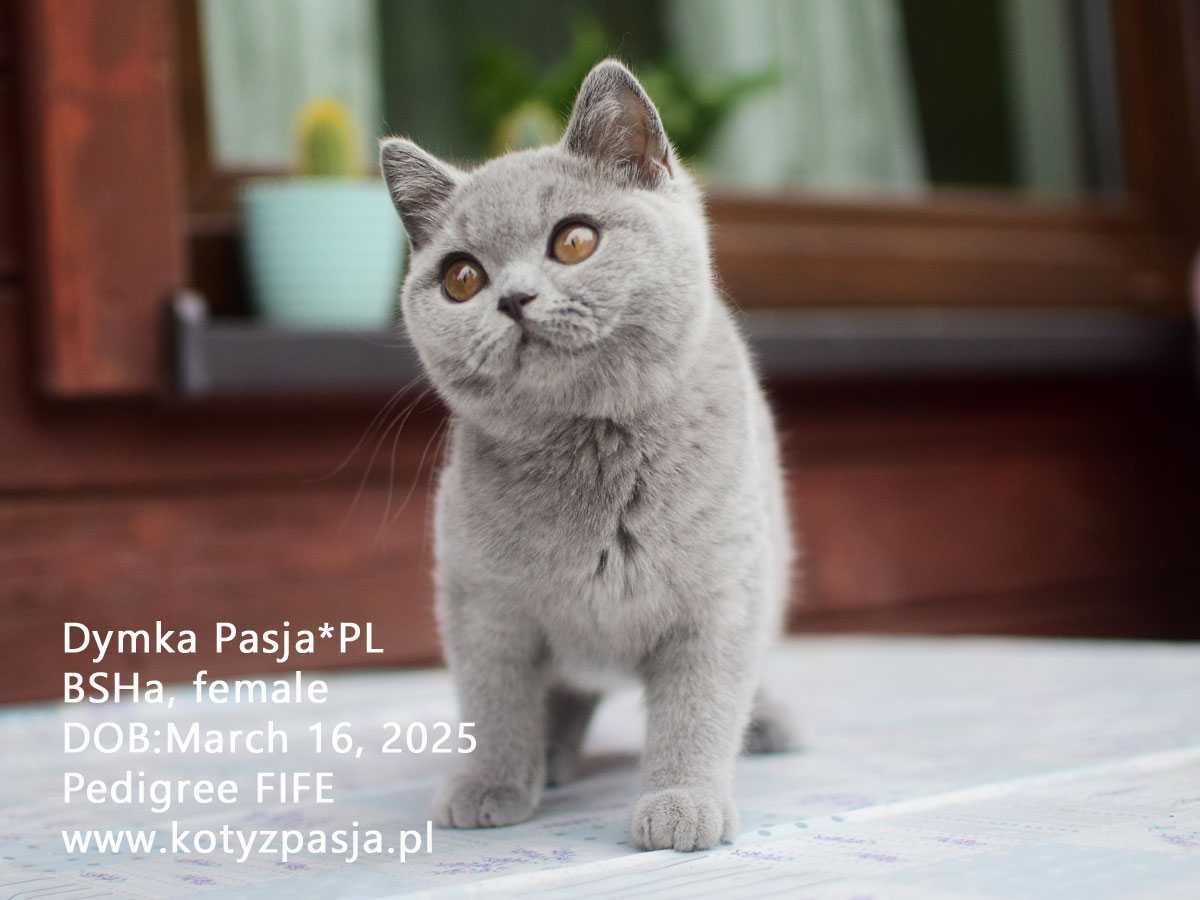 Kot brytyjski, kotka niebieska Dymka Pasja*PL FPL/FIFE opcja hodowlana