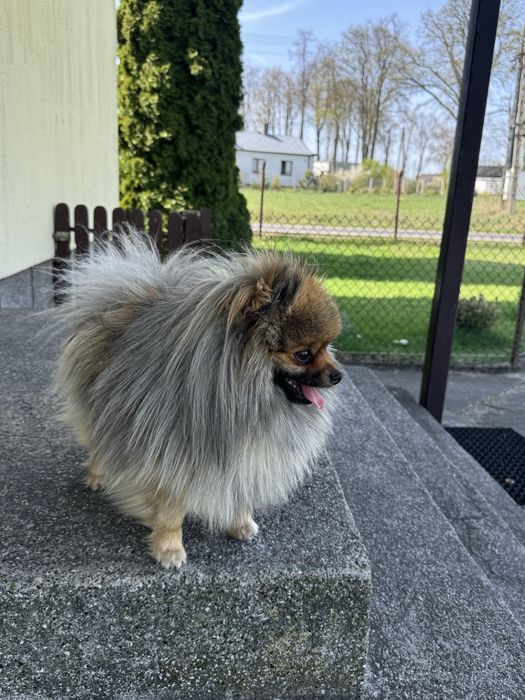 ‼️Zaginął pomeranian‼️