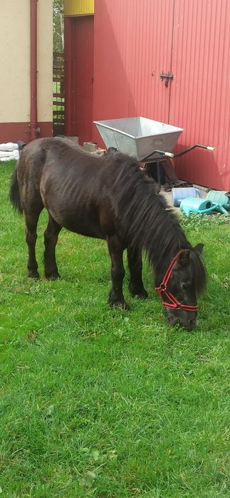 kuc klacz na większe konie