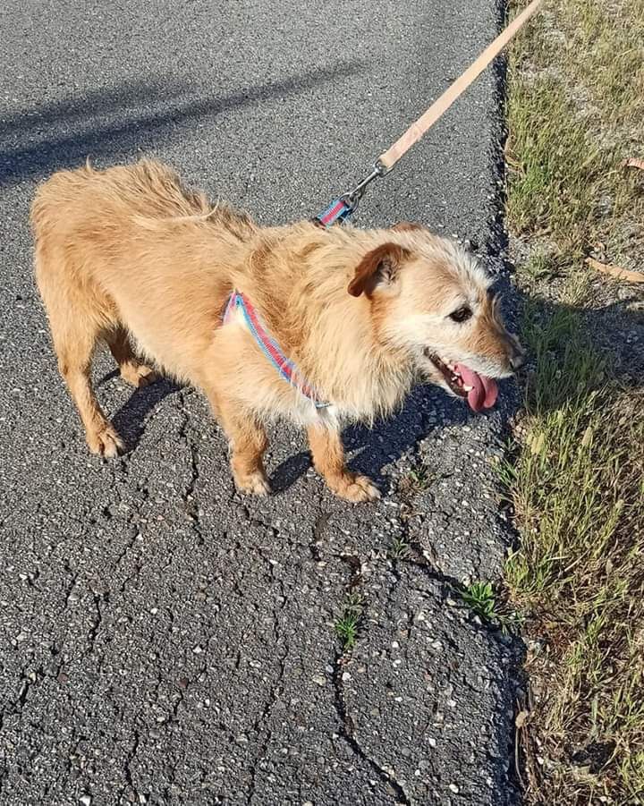 Gaston - cão de porte pequeno para adoção