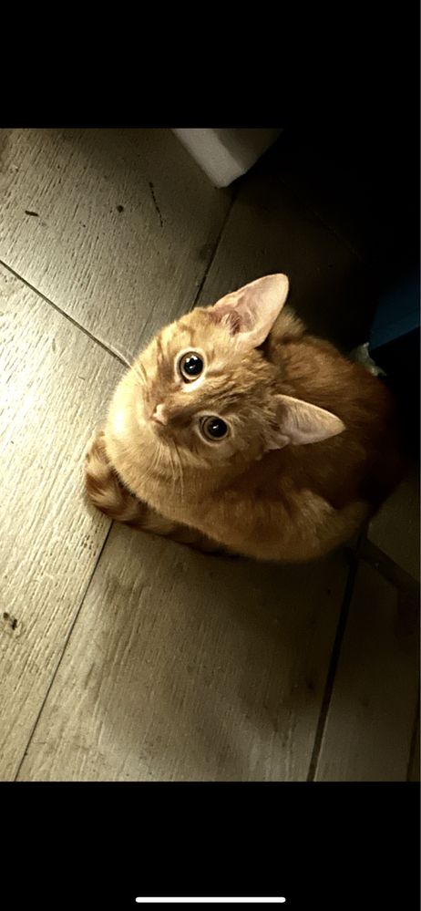 Котики в хороші руки