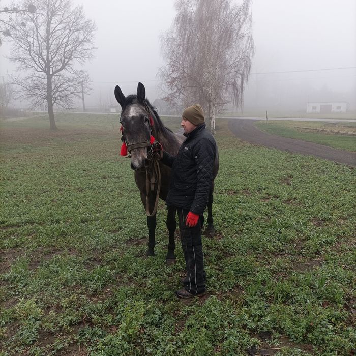 Sprzedam klacz w typie  Śląska