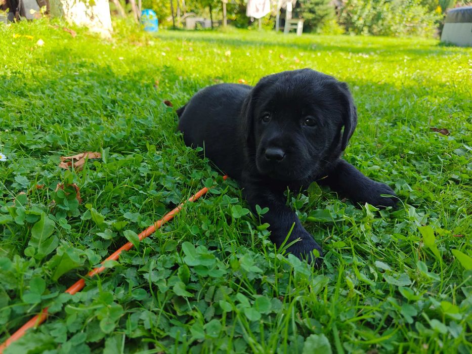 Labrador retriever szczeniaki czarne czekoladowe fci zkwp